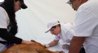 De acuerdo con el Índice de las Mascotas sin Hogar de Mars Petcare, poco más del 70 por ciento de los animales domésticos registrados en México se encuentran en situación de […]