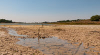   La alarmante situación de los lagos en México ha generado preocupación y cuestionamientos sobre su futuro. Uno de los principales factores que contribuyen al secado de los lagos en […]