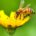 Aunque pequeñas en tamaño, las abejas cumplen un enorme y crucial papel en el equilibrio ambiental del mundo. Su labor como polinizadores es vital para la supervivencia de plantas, incluyendo […]