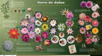 México está desprotegido y rezagado en producción de flores y calidad de rosas, informó Enriqueta Molina Macías, asociada experta en variedades vegetales de la firma legal Santamarina y Stetaseñaló, quien […]