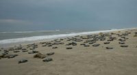El Centro Mexicano de la Tortuga (CMT), registró esta semana, la salida a playa de al menos 13,130 tortugas hembras. Este fenómeno marca el inicio oficial de la temporada de […]
