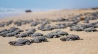Más de 10 mil nidadas de tortuga Lora, se han registrado en las playas Santuario Rancho Nuevo, Barra del Tordo, Altamira y Miramar, en el estado de Tamaulipas, en lo […]