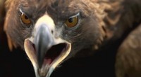 La Comisión Nacional de Áreas Naturales Protegidas (Conanp), anunció que se han registrado avistamientos de parejas reproductivas del Águila Real en los estados de Guanajuato y Sonora, lo que significa un […]