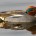 Cerceta de alas verdes Anas crecca Orden: Anseriformes Familia: Anatidae Esta ave tiene una longitud total de 35 a 38 centímetros. Los machos tienen la cabeza parda rojiza, con una […]