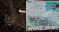 A más tarde el día de mañana será presentada la denuncia penal en contra del propietario del zoológico privado “El Club de los Animalitos”, ubicado en Tehuacán, Puebla; en donde […]