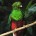 Quetzal Pharomachrus mocinno Orden Trogoniformes Familia: Trogonidae El Quetzal es una de las aves que, por su presencia o simbolismo, se ha convertido en íconos de nuestro país a nivel […]