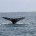 La Procuraduría Federal de Protección al Ambiente (Profepa) reforzó el Programa de Vigilancia para la Protección de Ballenas durante la temporada de avistamiento 2014-2015, que inicia hoy 8 de diciembre […]