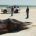 La Procuraduría Federal de Protección al Ambiente (PROFEPA) atendió el varamiento de un ejemplar de Ballena, cuyo cuerpo fue encontrado en la Reserva de la Biósfera Alto Golfo de California […]