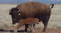 La Comisión Nacional de Áreas Naturales Protegidas (CONANP), informó el nacimiento de 12 crías de Bisonte Americano, en el Rancho ¨El Uno¨, en el estado de Chihuahua. El primero de […]