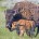 Bisonte Bison bison Orden: Artiodactyla Familia: Bovidae El Bisonte pertenece a la familia Bovidae que en la actualidad se encuentra reducido a dos especies: el bisonte americano (Bison bison), que […]