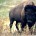 El bisonte americano (Bison bison), es un mamífero terrestre de mayor tamaño en el continente Americano, su habitar solía ser en las planicies del norte de México, Estados Unidos y […]