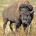 El bisonte americano (Bison bison) es un mamífero terrestre de mayor tamaño en el Continente Americano. su hábitat solía ser en las planicies del norte de México, Estados Unidos y […]