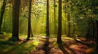 El pasado 21 de febrero de 2017, la Comisión de Medio Ambiente de la Cámara de Diputados aprobó el dictamen de la Iniciativa de Ley Forestal, que está siendo analizado […]