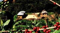 Se dio a conocer que cuatrocientos pequeños productores de café de ocho localidades de la Sierra Zongolica en Veracruz, han mejorado sus prácticas productivas y comerciales del café pergamino, mediante […]