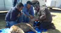 La Procuraduría Federal de Protección al Ambiente (PROFEPA) realizó un decomiso de tres ejemplares de Ciervos rojos en el municipio de Huichapan, Hidalgo, debido a que no se acreditó su legal procedencia. […]