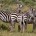 Cebra de Grévy Equus grevyi Orden: Perissodactyla Familia: Equidae La Cebra de Grevy es la mayor de las tres especies de cebras, con un peso corporal de hasta 450 kg. […]