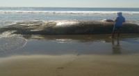 En las playas de la Ranchería El Manguito perteneciente al municipio de Tonalá, Chiapas fue encontrada una ballena muerta, por lo que fue reportada a la delegación de la Procuraduría […]