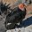 Cóndor de California Gymnogyps californianus Esta ave vladora es la más grande de Norteamérica y una de las más grandes del mundo. Se extinguió en 1987 en estado salvaje y […]