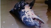 La Procuraduría Federal de Protección al Ambiente (PROFEPA) en coordinación con la Secretaría de Marina – Armada de México (SEMAR), atendió el varamiento de un ejemplar de Delfín nariz de […]