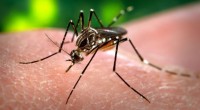 Toluca, Méx.- Autoridades sanitarias de la entidad mantienen el cerco sanitario para prevenir casos de dengue propio de la temporada de lluvias. El titular de Salud estatal, César Nomar Gómez […]