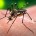 Toluca, Méx.- Autoridades sanitarias de la entidad mantienen el cerco sanitario para prevenir casos de dengue propio de la temporada de lluvias. El titular de Salud estatal, César Nomar Gómez […]