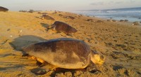 Durante la celebración de medio siglo que playa La Escobilla, sea considerada un santuario de la tortuga golfina que monitorea los arribos masivos de hembras anidadoras que entre los meses […]