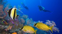 Los arrecifes coralinos de los mares mexicanos se consideran uno de los ecosistemas más diversos en el planeta, esto por su gran valor ecológico, económico y cultural, lo cual conlleva […]