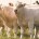 Autoridades agropecuarias (Sagarpa) destinan 2 mil 460 millones de pesos para enfrentar el problema de la sequía en la ganadería nacional, uno de los sectores más castigados por este fenómeno […]
