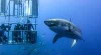 En la presentación del documental “El Gran Tiburón Blanco 3D”, que busca el fomentar en las nuevas generaciones la importancia de esta especie en las aguas oceánicas se lanzó el […]