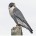 Halcón peregrino Falco peregrinus El Halcón Peregrino tiene una distribución global. Excepto por Antártica, lo encontramos en todos los continentes y en muchas islas. En las Américas se ausenta del […]