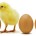 La empresa de servicios de calidad Sodexo, con operaciones en 80 países, anunció que se abastecerá únicamente de huevo de gallina libre de jaula (líquido y de cascarón) en su […]