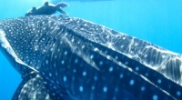 En el marco del Día Internacional del Tiburón Ballena, la Bahía de La Paz, Baja California Sur (BCS) ha comenzado a recibir las primeras especies gigantes en sus mares y […]