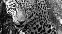 El jaguar (panthera onca) es un carnívoro felino del género Panthera. Es el mayor felino y el tercero después del tigre y el león. Es la única de las cuatro […]