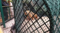 La Procuraduría Federal de Protección al Ambiente (Profepa) aseguró una leona africana que se encontraba en un restaurante ubicado dentro del Hotel Villa Park de la Colonia San Miguel Chapultepec, […]