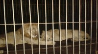 La Procuraduría Federal de Protección al Ambiente (Profepa) rescató a dos leones africanos (Panthera leo) que fueron abandonados en un carromato sin mayor signo de identificación o matrícula oficial alguna, […]