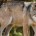 En la actualidad se tiene certeza que existen 19 ejemplares libres de lobo mexicano, especie en peligro de extinción, por lo que (como medida de control) cada uno lleva collares […]