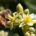 El árbol de Aguacate provee una abundante y constante floración que permanece hasta meses, trayendo beneficios a las comunidades que viven del cultivo de este árbol, principalmente en el estado […]