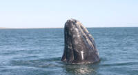 La temporada de observación de ballena gris, en la Reserva de la Biosfera (RB) El Vizcaíno localizada en el estado de Baja California Sur en la frontera norte de México, inició […]