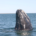 La temporada de observación de ballena gris, en la Reserva de la Biosfera (RB) El Vizcaíno localizada en el estado de Baja California Sur en la frontera norte de México, inició […]