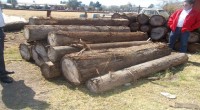 La Procuraduría Federal de Protección al Ambiente (Profepa) realizó la donación de 25.402m3 de madera en rollo de cedro y pino, a diversos organismos públicos del Estado de México, que […]