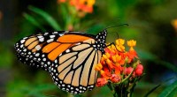 Cooperación: es la clave para preservar la mariposa Monarca Por Ana Herrera A tres meses de volver a posarse en tierras mexicanas, las acciones emprendidas entre la sociedad y el […]