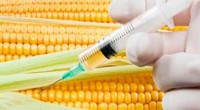 Las compañías fabricantes de insecticidas y aquellas productoras de semillas transgénicas, los conocidos como Organismos Genéticamente Modificados (OGMs) protagonizan un debate polarizado en torno a su uso, a pesar de […]
