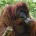 Graciela Montiel H. Orangután Pongo pygmaeus Orden: Primates Familia: Homnidae El orangután es una especie de los grandes simios junto a los gorilas, chimpancés. El orangután posee largos brazos y […]