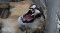 La Procuraduría Federal de Protección al Ambiente (PROFEPA) reintegró a su hábitat a un ejemplar de Puma o León de Montaña en el estado de Chihuahua, luego de que éste […]