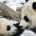 Hace poco la Unión Internacional para la Conservación de la Naturaleza (UICN), anunció que el Oso Panda Gigante ya no está en peligro de extinción, ya que los esfuerzos realizados […]