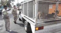 De acuerdo a la Procuraduría de Justicia del DF, suman ya cinco las personas muertas por una jauría de perros que habitaban en las inmediaciones del Cerro de la Estrella, […]