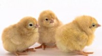 Se dio a conocer que la cadena de restaurantes McDonald’s anunció que pondrá en efecto una transición hacia los huevos de gallinas libres de jaulas en Estados Unidos y Canadá […]