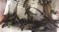 La Procuraduría Federal de Protección al Ambiente (PROFEPA), en coordinación con la Policía Federal, aseguró de manera precautoria 153 ejemplares de reptiles que se encontraban a bordo de un camión […]