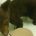 La Procuraduría Federal de Protección al Ambiente (PROFEPA), en coordinación con la Dirección de Medio Ambiente del municipio de Salamanca, rescató un cachorro de Oso negro que deambulaba en solitario […]