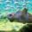 El parque temático SeaWorld San Antonio, en el estado de Texas, EEUU, presentó Turtle Reef , que cuenta con un hábitat de biofiltración, pionero en su tipo. Los visitantes pueden […]